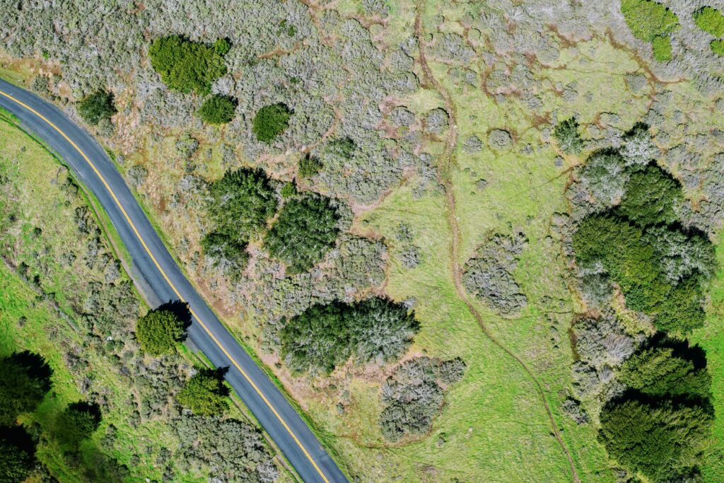 Drone captures a winding road through lush greenery from above, highlighting textures.
